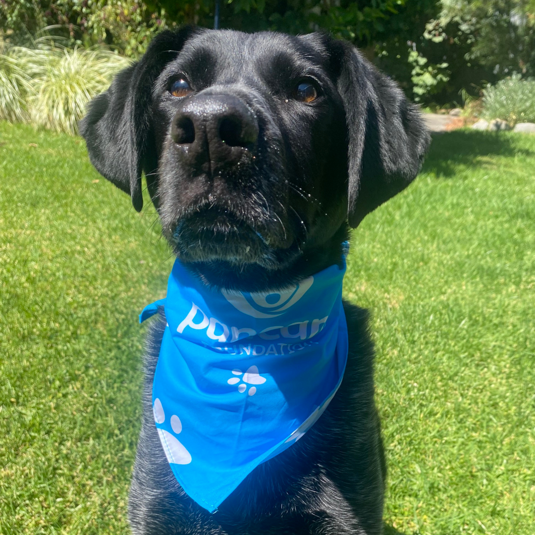 Pancare Doggy Bandana